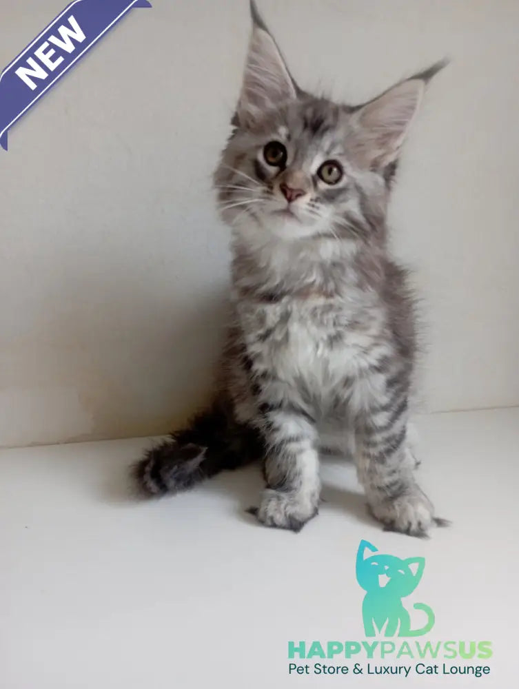 Laima Maine Coon female black tortie silver spotted tabby - live animals