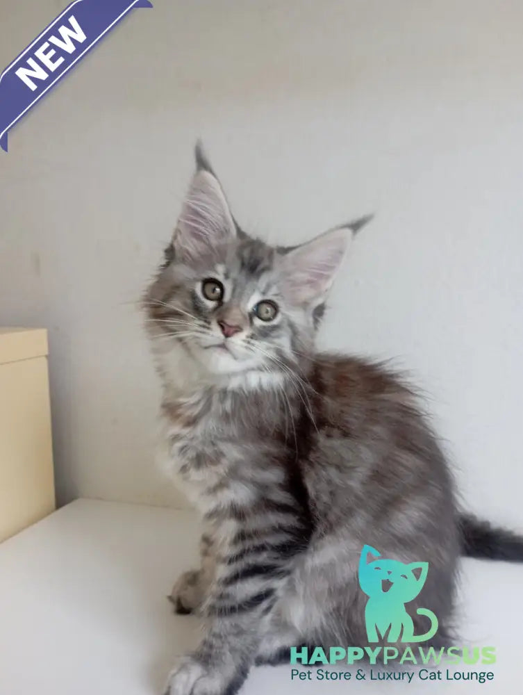 Laima Maine Coon female black tortie silver spotted tabby - live animals