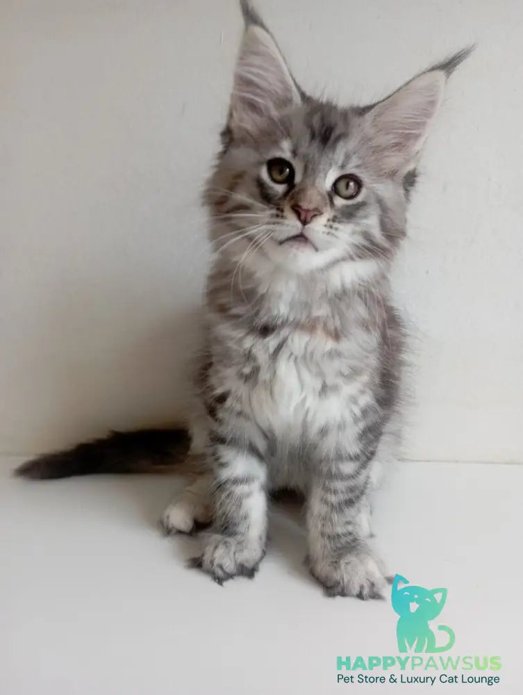 Laima Maine Coon female black tortie silver spotted tabby - live animals