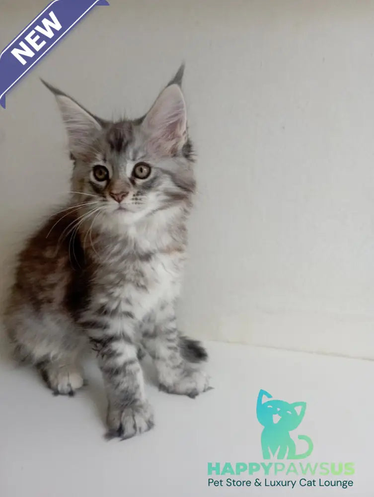 Laima Maine Coon female black tortie silver spotted tabby - live animals