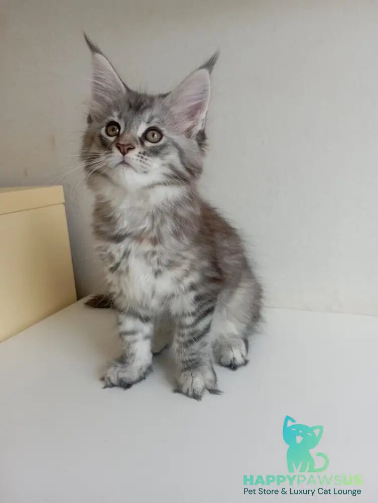 Laima Maine Coon female black tortie silver spotted tabby - live animals