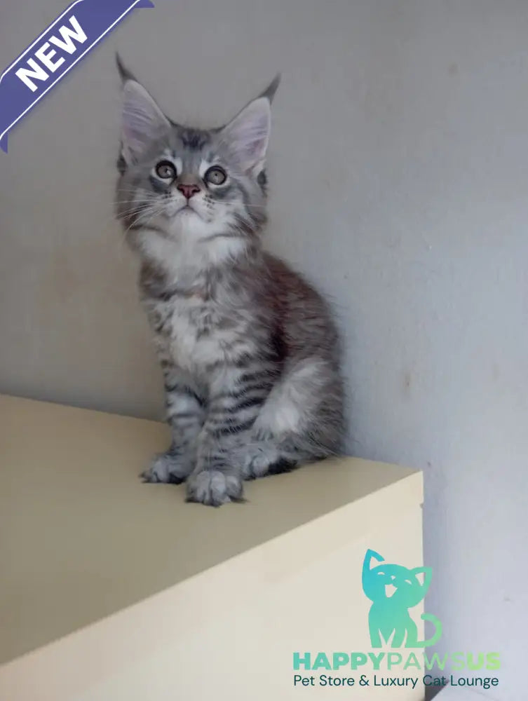 Laima Maine Coon female black tortie silver spotted tabby - live animals