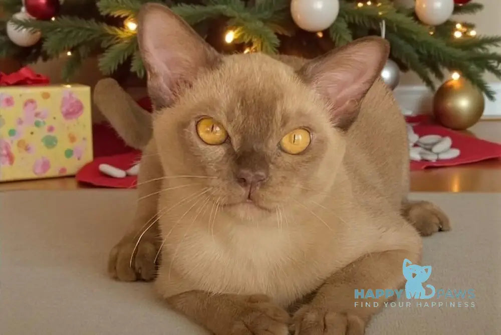 Laki Burmese male chocolate live animals