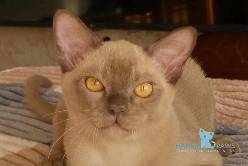 Laki Burmese male chocolate live animals