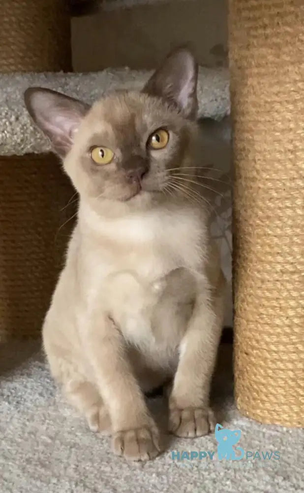 Laki Burmese male chocolate live animals