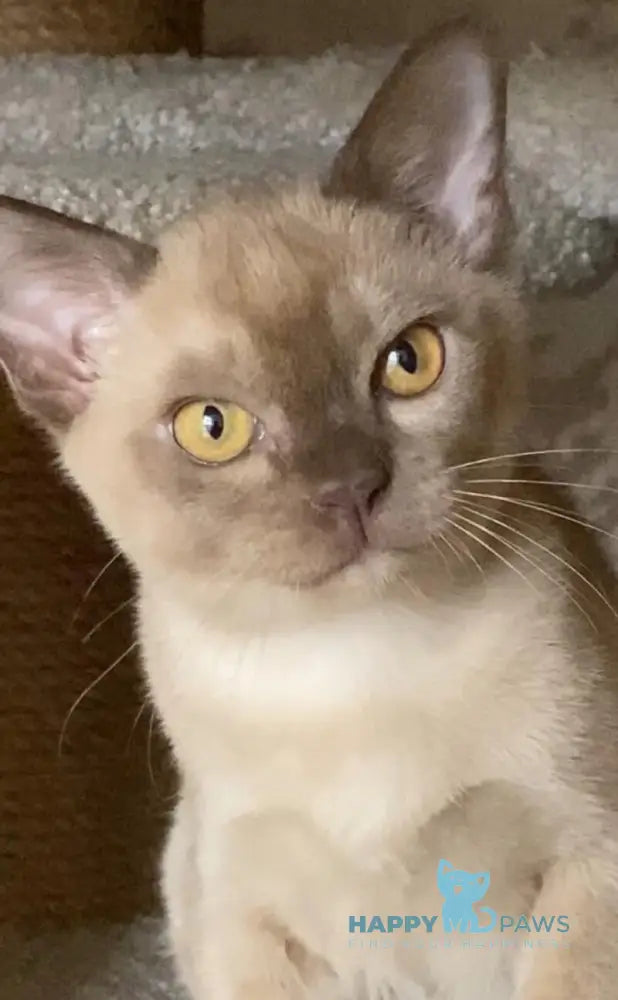 Laki Burmese male chocolate live animals