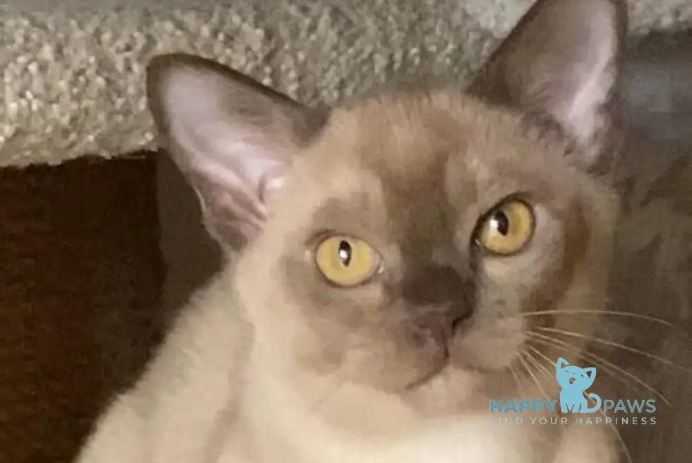 Laki Burmese male chocolate live animals