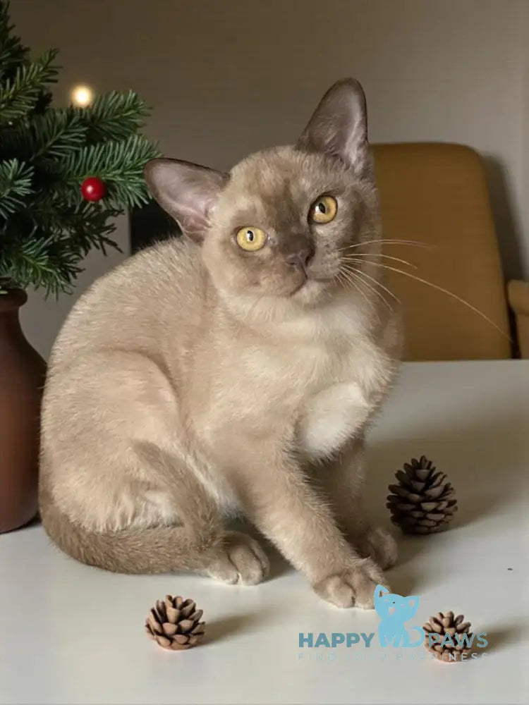 Laki Burmese male chocolate live animals