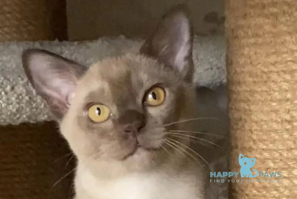 Laki Burmese male chocolate live animals