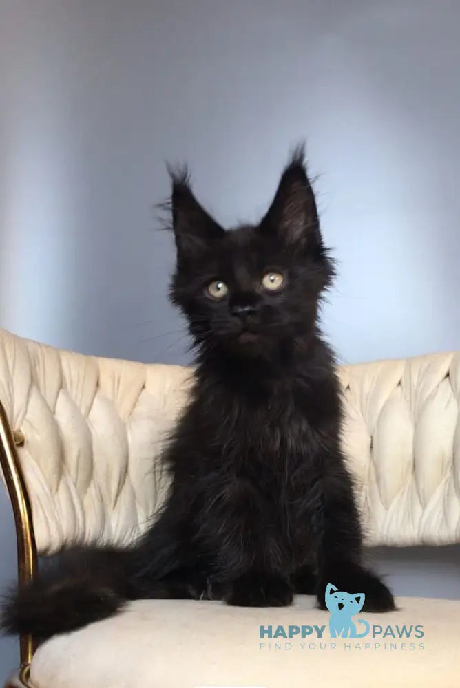 Laki Maine Coon male black live animals