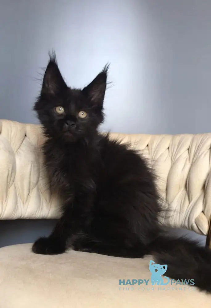 Laki Maine Coon male black live animals