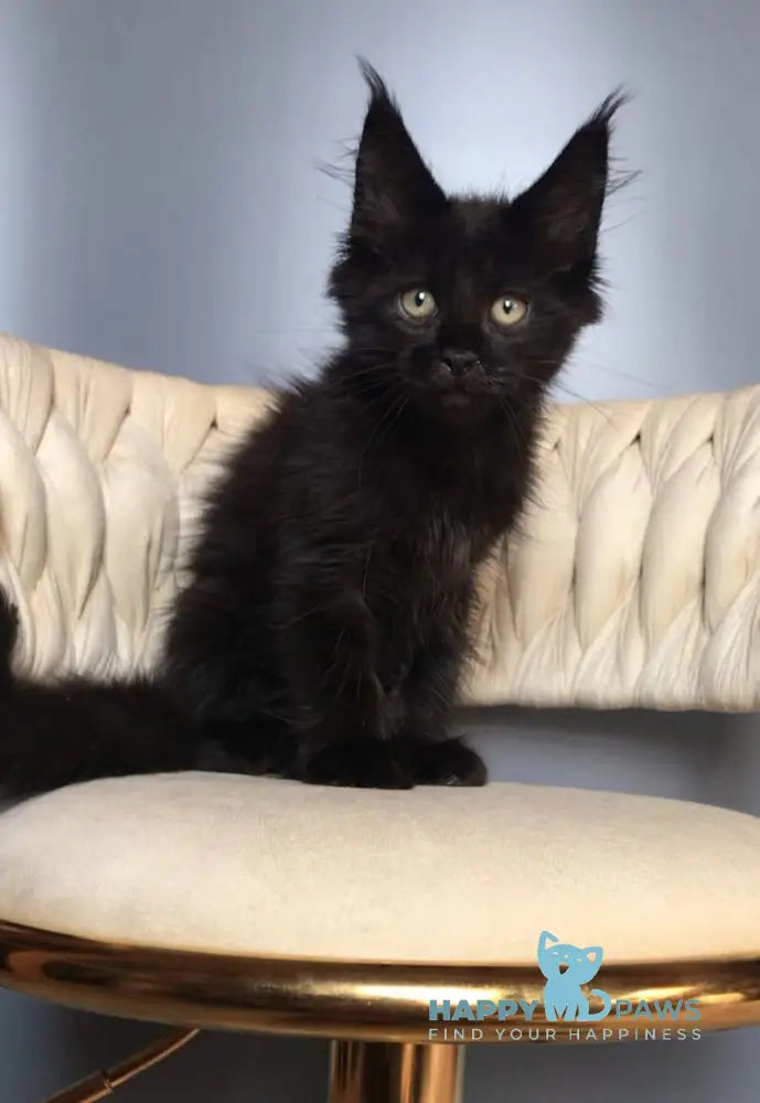 Laki Maine Coon male black live animals