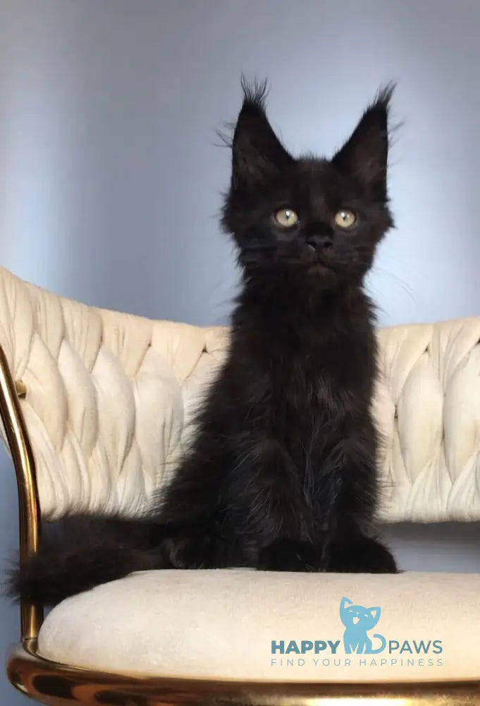Laki Maine Coon male black live animals