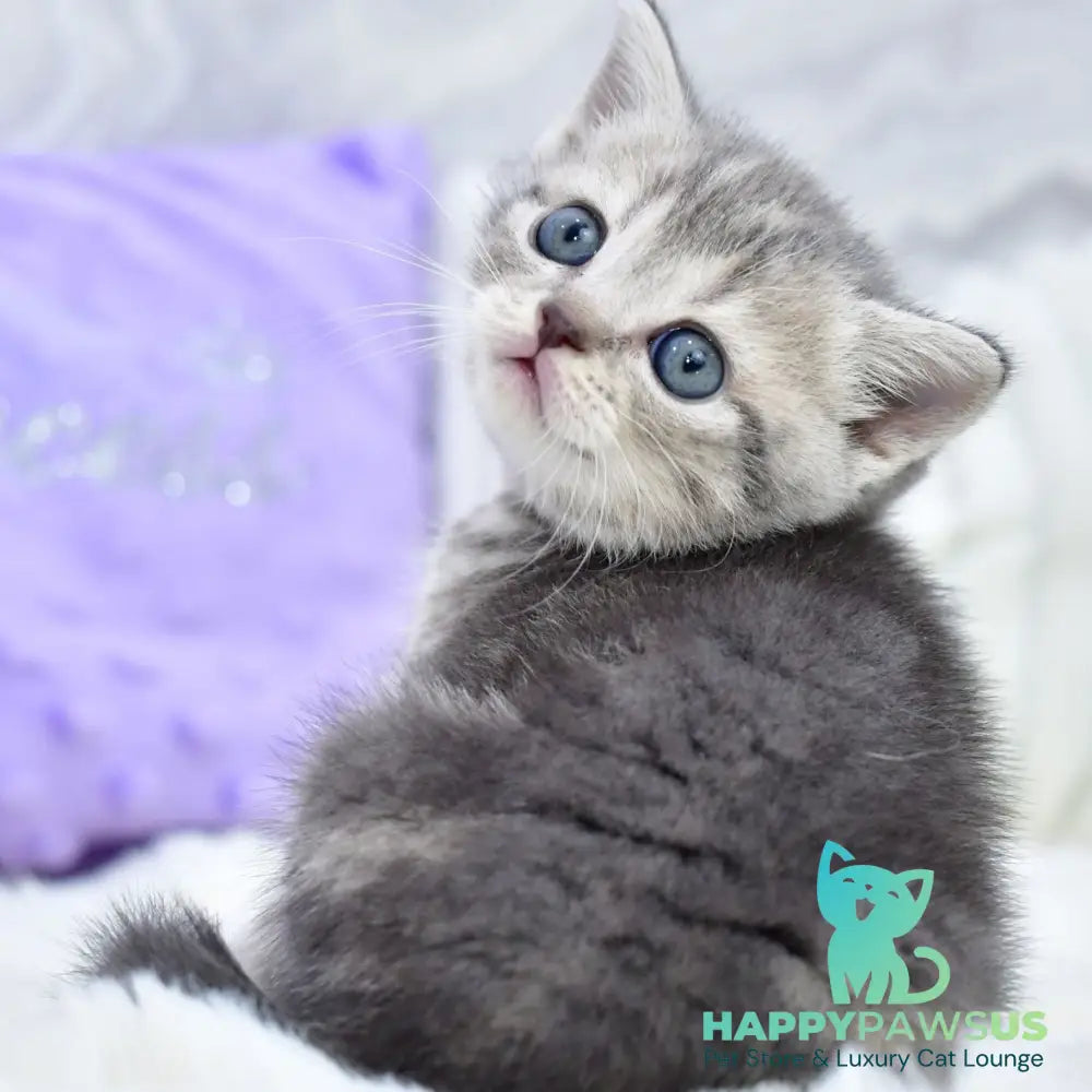 Laki Scottish Straight male blue tabby - live animals