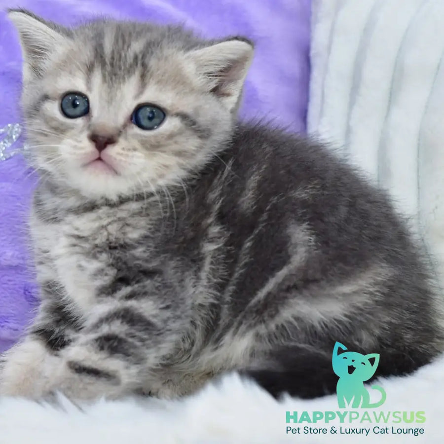 Laki Scottish Straight male blue tabby - live animals