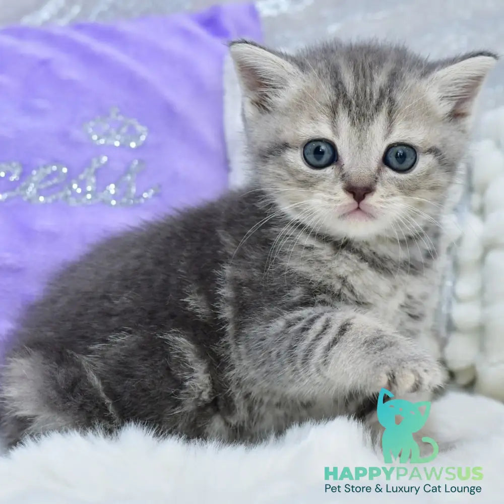 Laki Scottish Straight male blue tabby - live animals