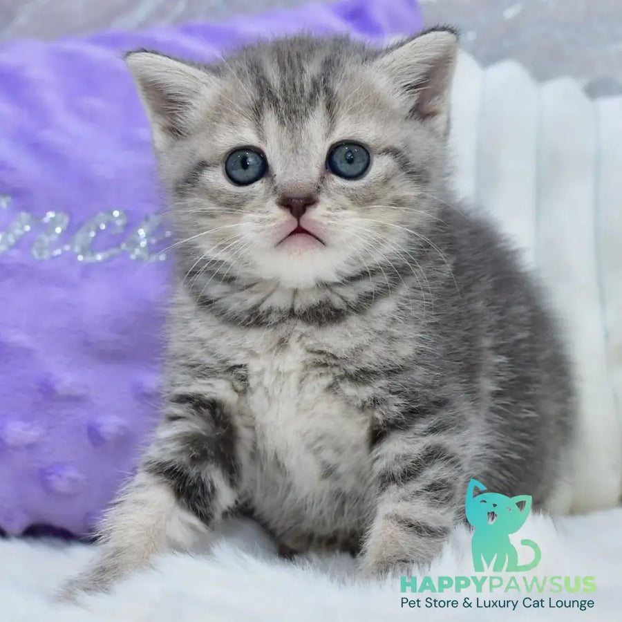 Laki Scottish Straight male blue tabby - live animals