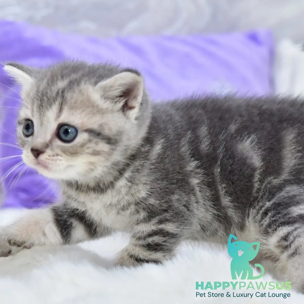 Laki Scottish Straight male blue tabby - live animals