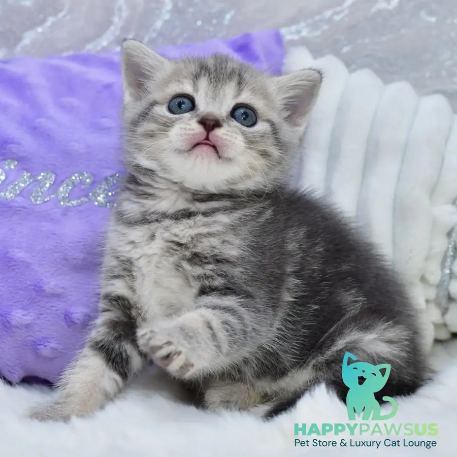Laki Scottish Straight male blue tabby - live animals