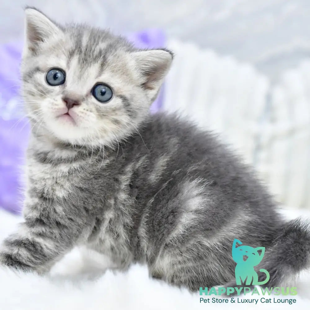 Laki Scottish Straight male blue tabby - live animals