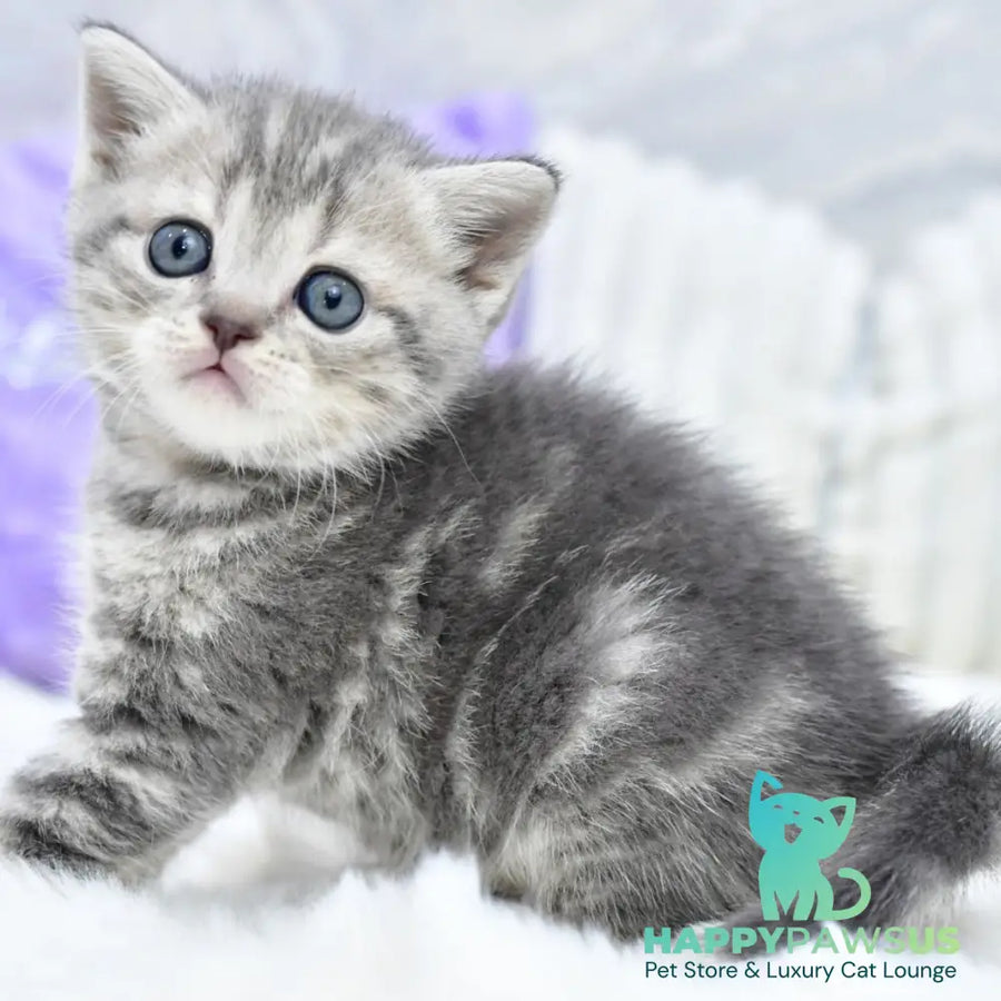 Laki Scottish Straight male blue tabby - live animals