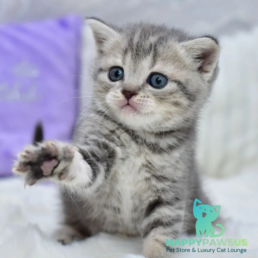 Laki Scottish Straight male blue tabby - live animals