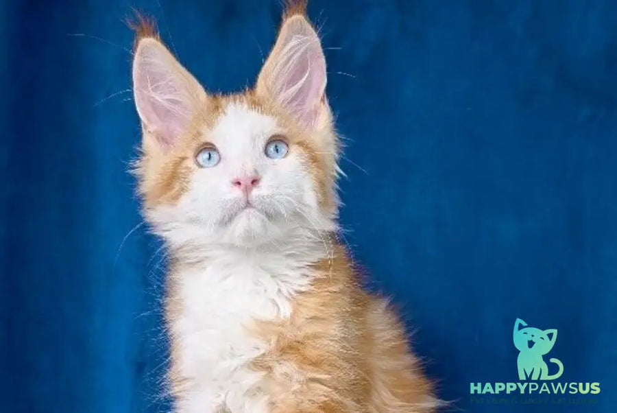 Laky Strike Maine Coon male red bicolour tabby - live animals