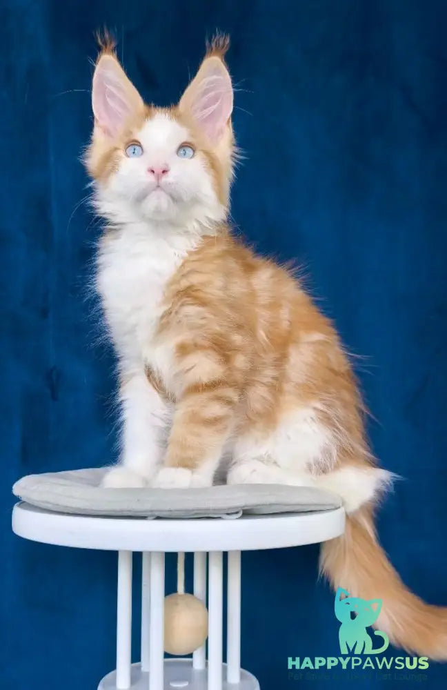 Laky Strike Maine Coon male red bicolour tabby - live animals