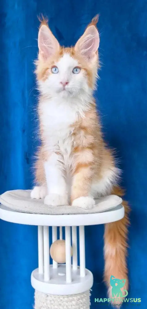 Laky Strike Maine Coon male red bicolour tabby - live animals