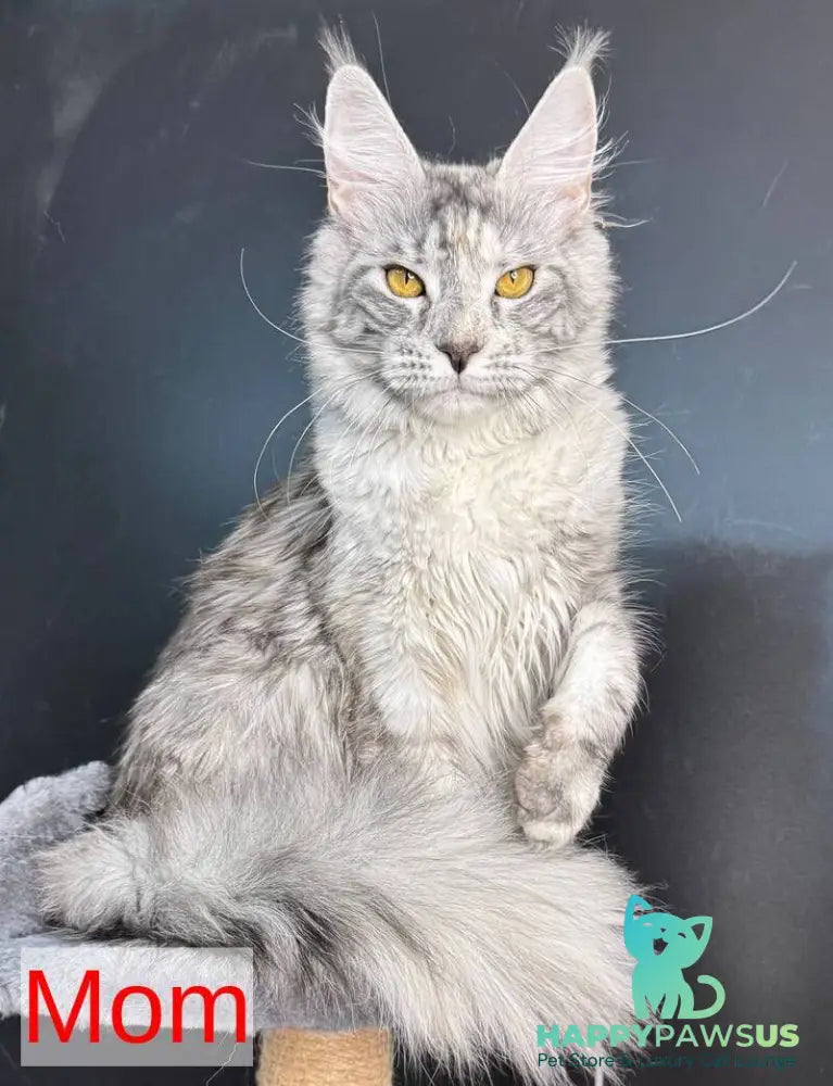 Laky Strike Maine Coon male red bicolour tabby - live animals