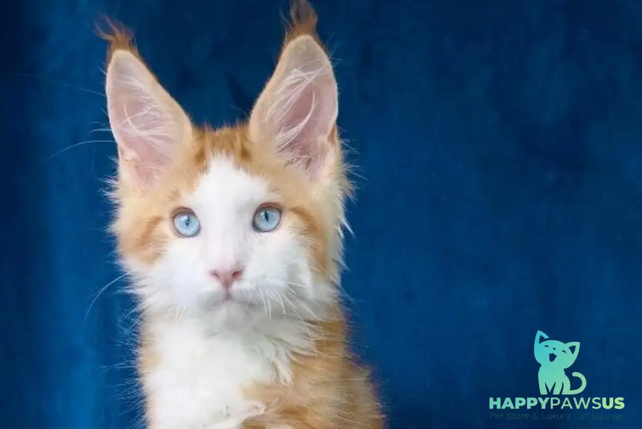 Laky Strike Maine Coon male red bicolour tabby - live animals