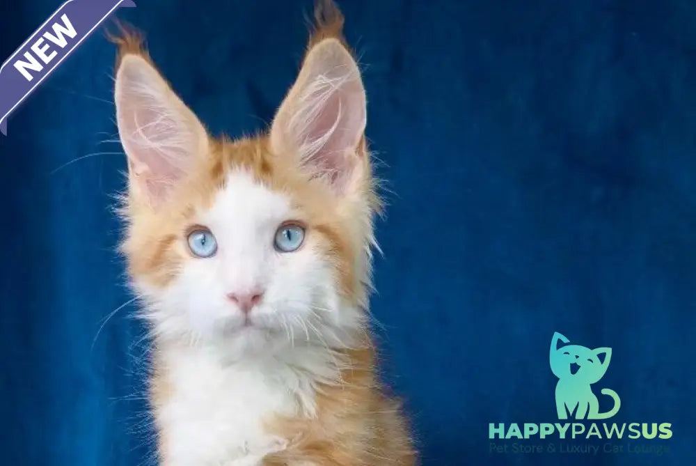 Laky Strike Maine Coon male red bicolour tabby - live animals