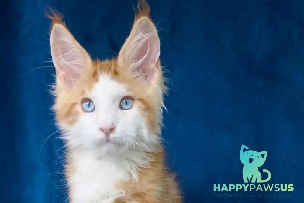 Laky Strike Maine Coon male red bicolour tabby - live animals