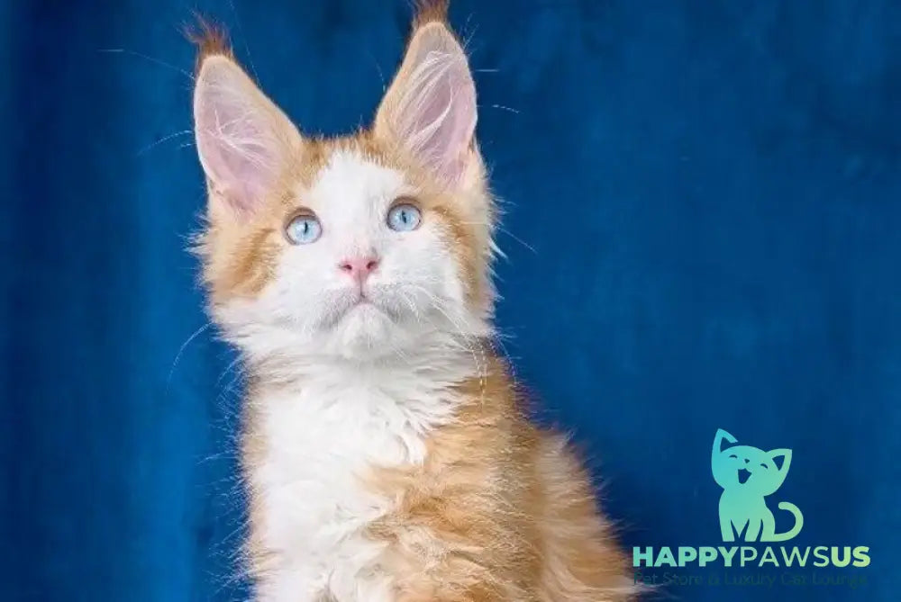 Laky Strike Maine Coon male red bicolour tabby - live animals