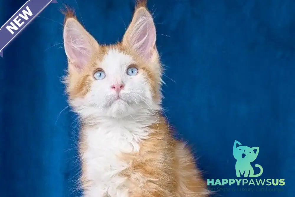Laky Strike Maine Coon male red bicolour tabby - live animals