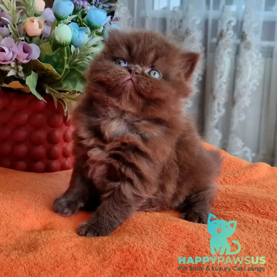 Lalli British Longhair female chocolate - live animals