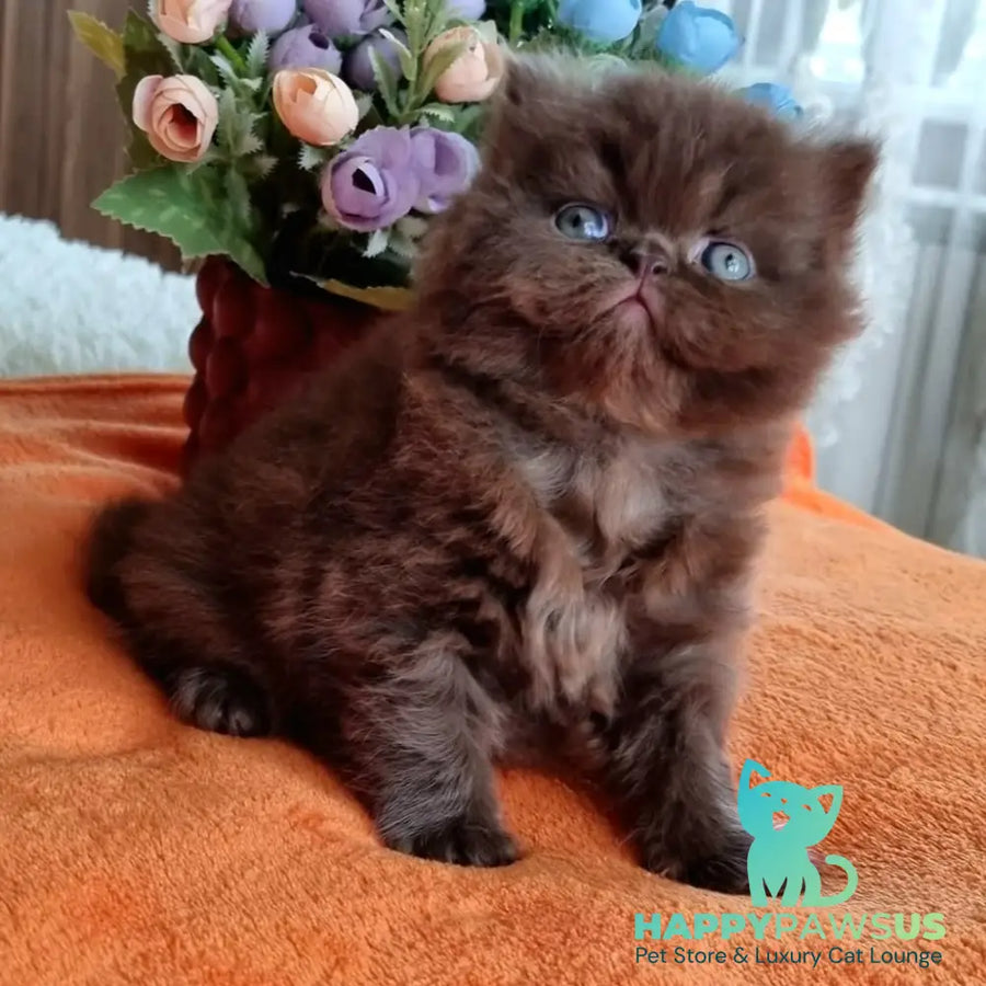 Lalli British Longhair female chocolate - live animals