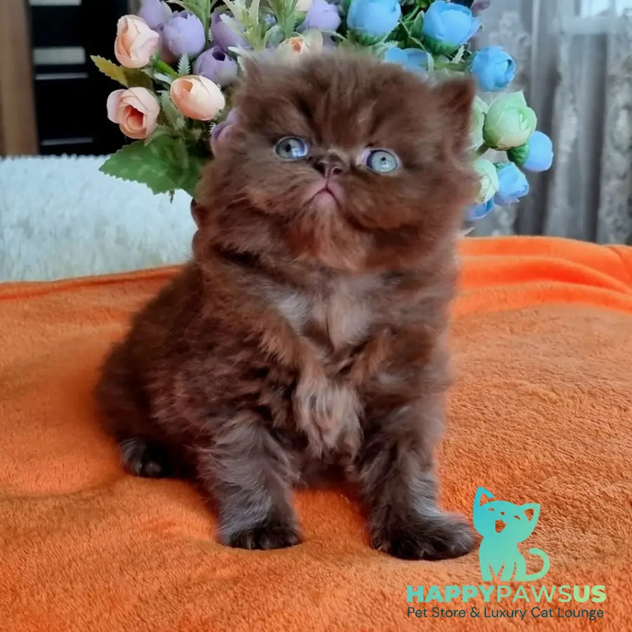 Lalli British Longhair female chocolate - live animals