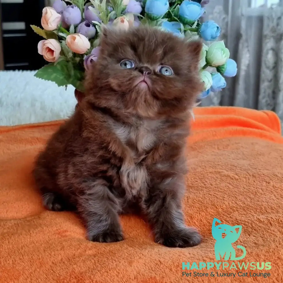 Lalli British Longhair female chocolate - live animals