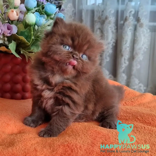 Lalli British Longhair female chocolate - live animals