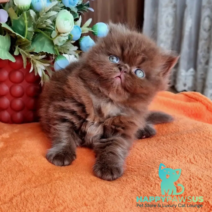Lalli British Longhair female chocolate - live animals