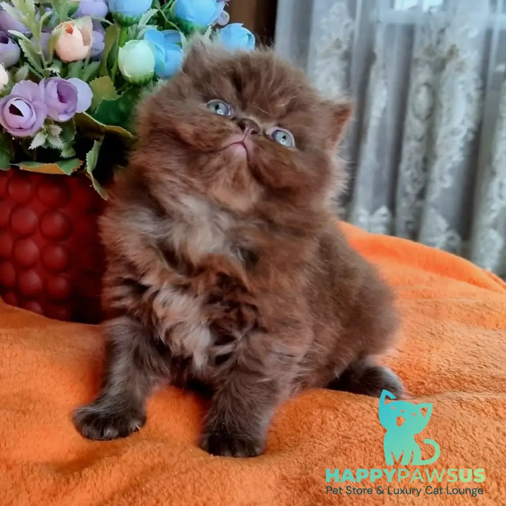 Lalli British Longhair female chocolate - live animals