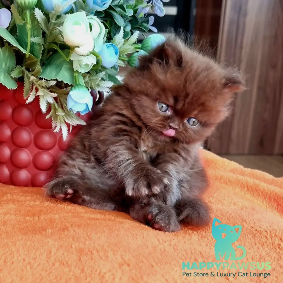Lalli British Longhair female chocolate - live animals