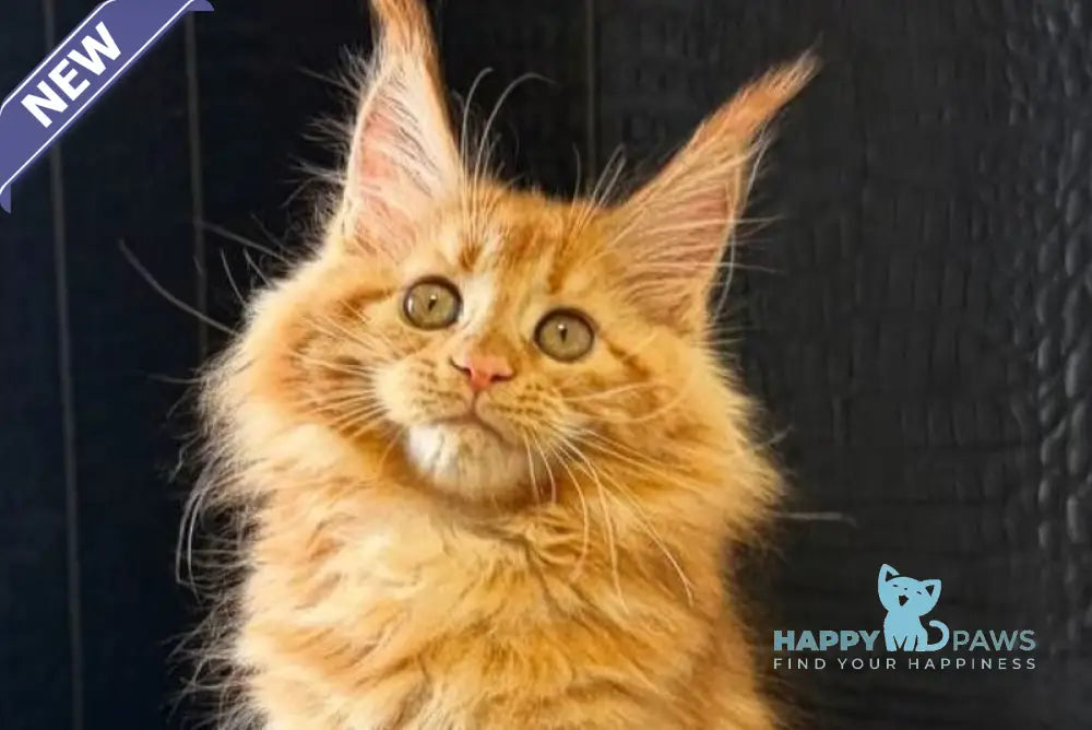 Lalli Maine Coon female red live animals