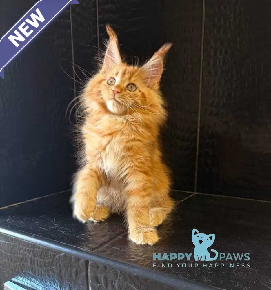 Lalli Maine Coon female red live animals