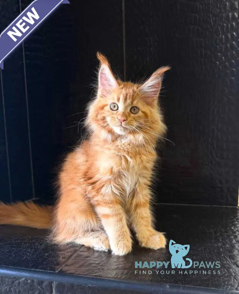 Lalli Maine Coon female red live animals