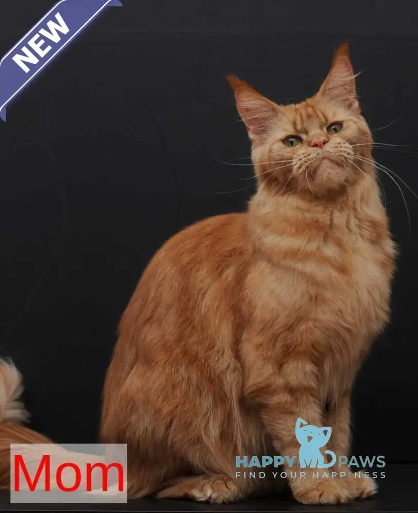Lalli Maine Coon female red live animals