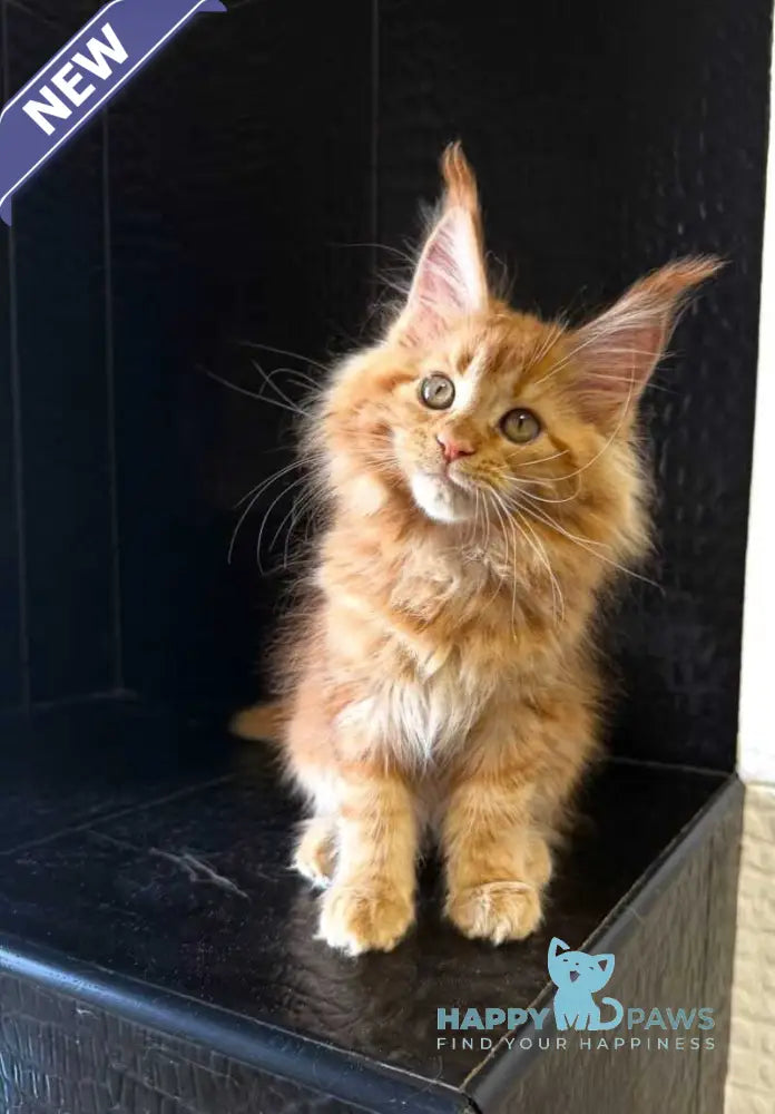 Lalli Maine Coon female red live animals