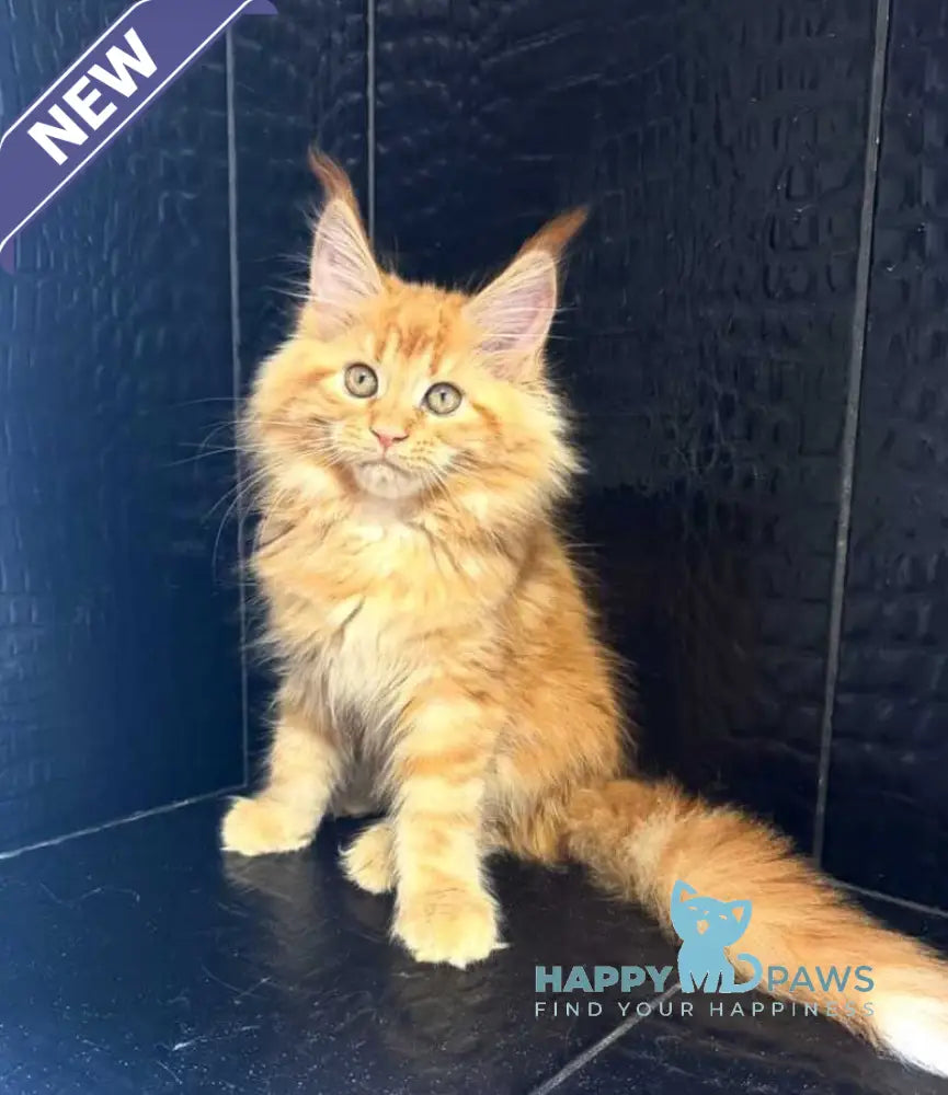 Lalli Maine Coon female red live animals