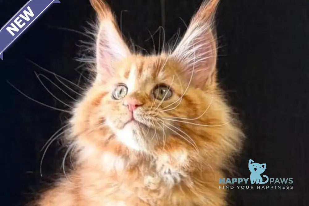 Lalli Maine Coon female red live animals